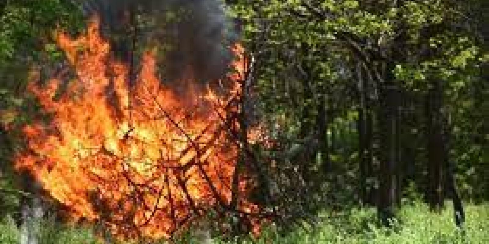 На Київщині оголошено надзвичайний рівень пожежної небезпеки На Київщині оголошено надзвичайний рівень пожежної небезпеки