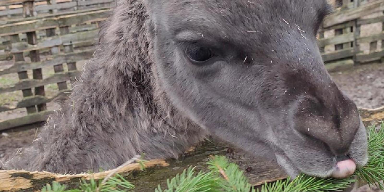 У Білій Церкві зоопарк  «Олександрія» приймає ялинки для годування тварин