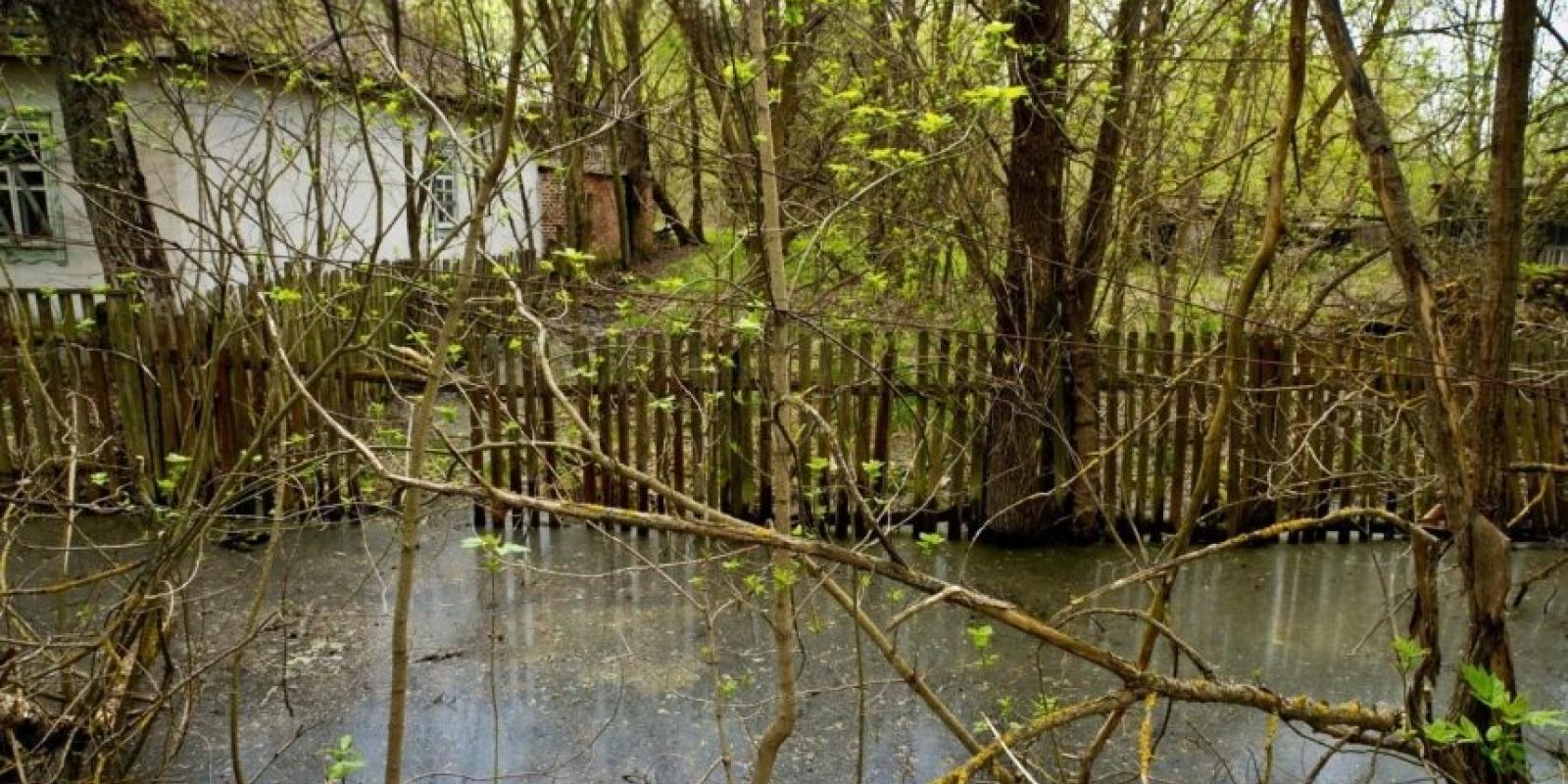У Київській області весняна повінь підтопила Чорнобильський заповідник