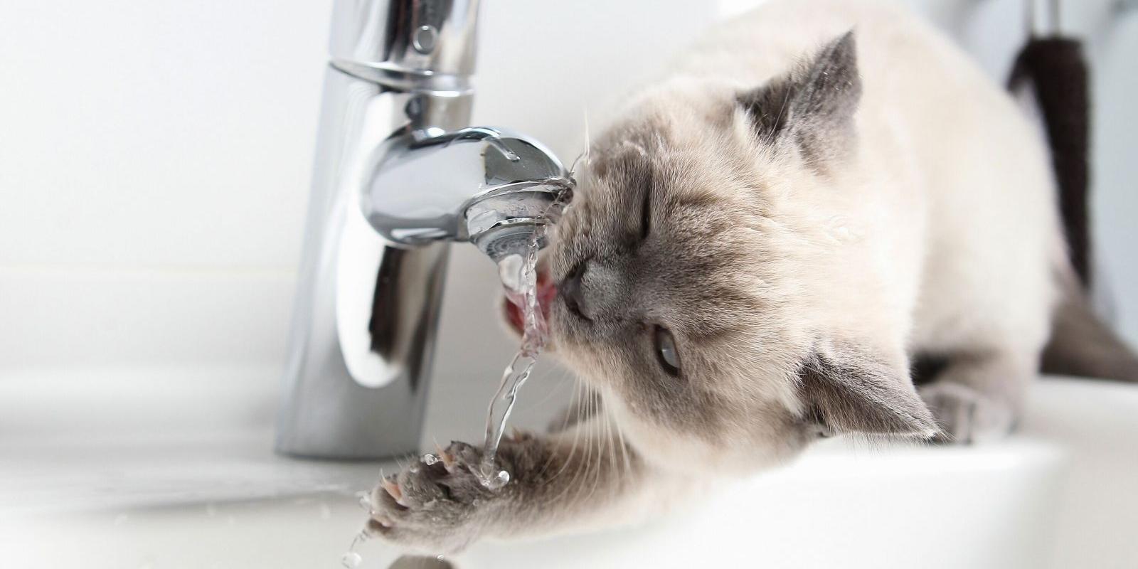 У Бучі через прорив водогону немає води: час відновлення