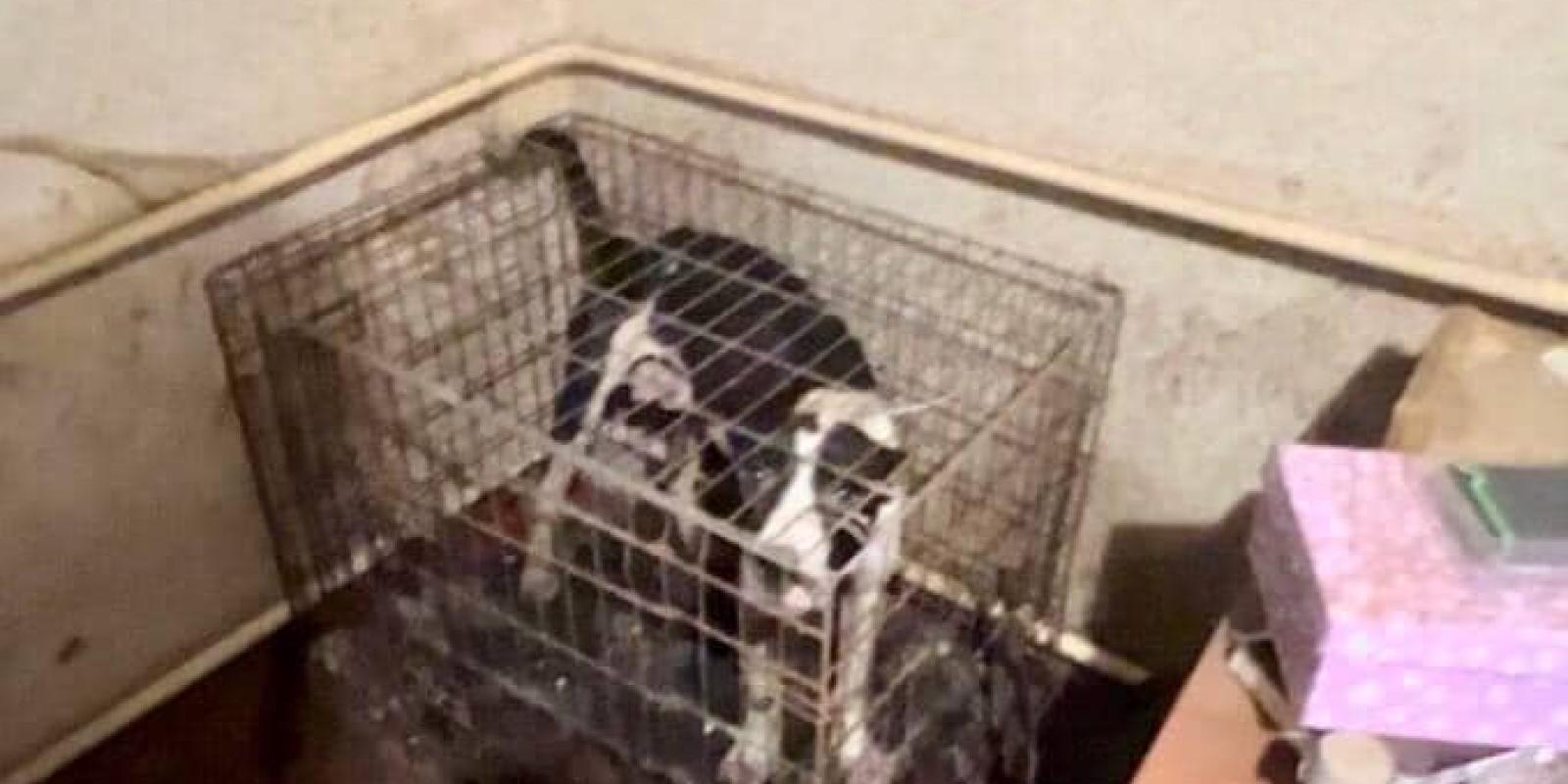 У Бучі поліція виявила мертвих цуценят та знезсилених від голоду собак