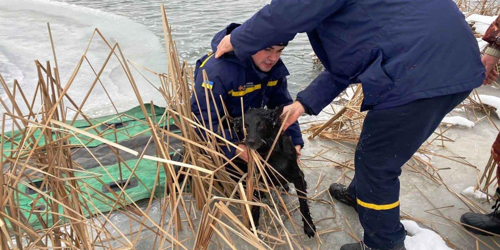 На Київщині собака через тонкий лід впав в крижану воду 