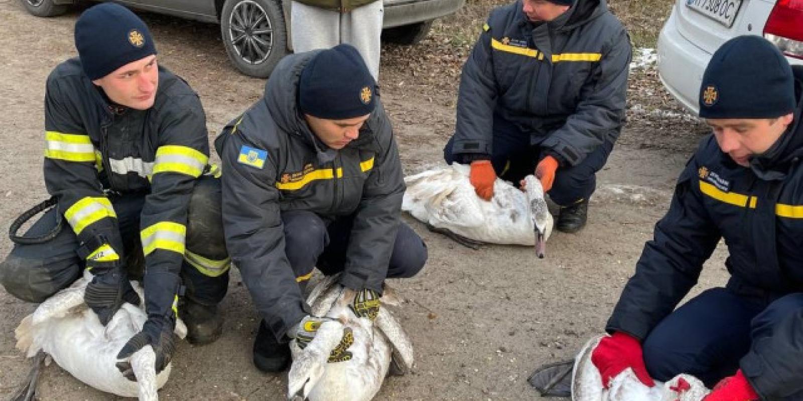 На Київщині рятувальники визволили з крижаної пастки лебедів