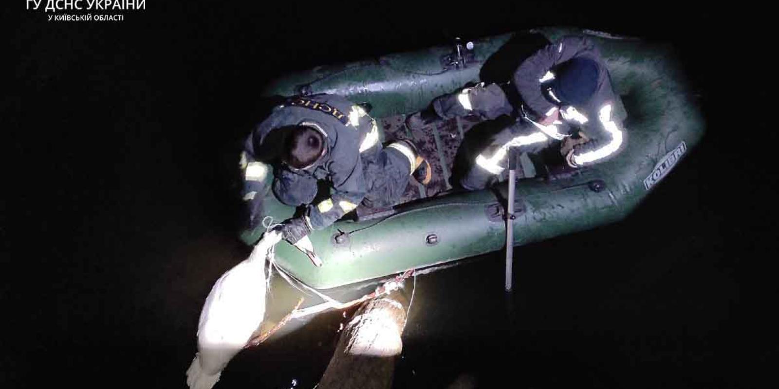 В Білій Церкві врятували лебедя, який заплутався у сітці