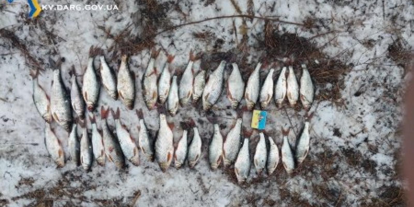 У Вишгородському районі двоє чоловіків наловили риби на 300 тисяч гривень