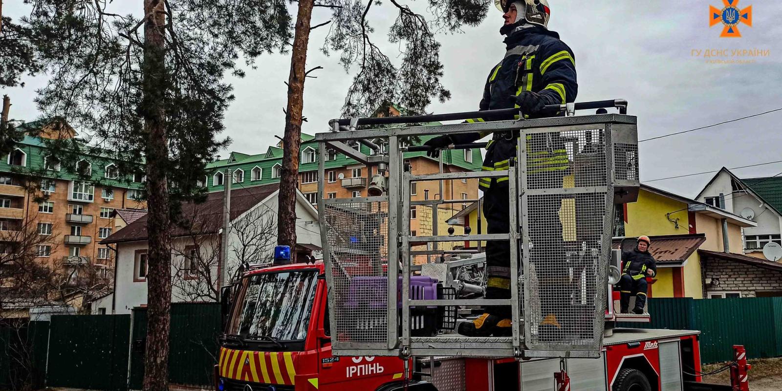 Три дні сидів на дереві: рятувальники зняли кота з 11-метрової висоти (ФОТО)