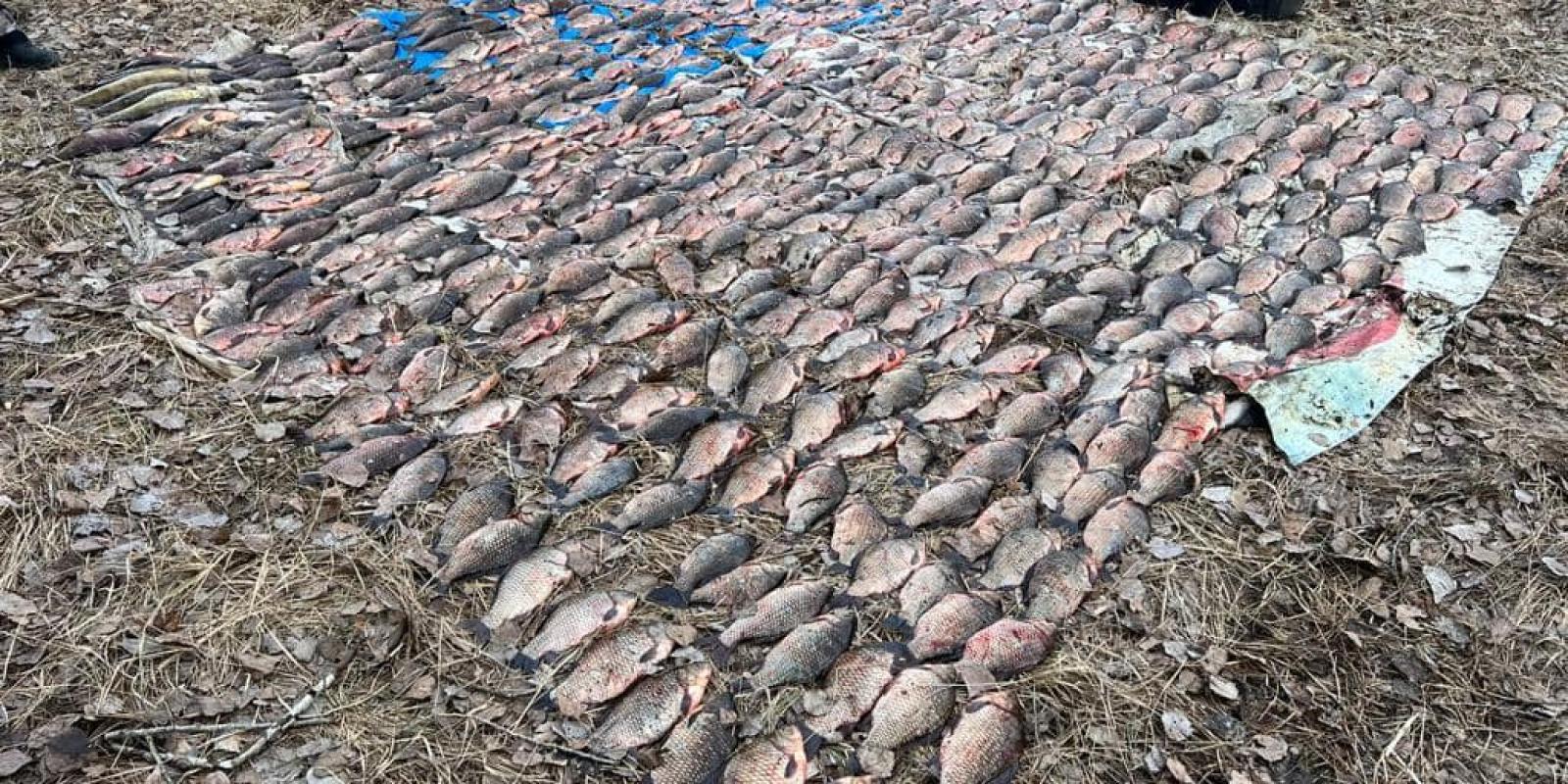 Понад 550 рибин: на Київському водосховищі впіймали браконьєрів