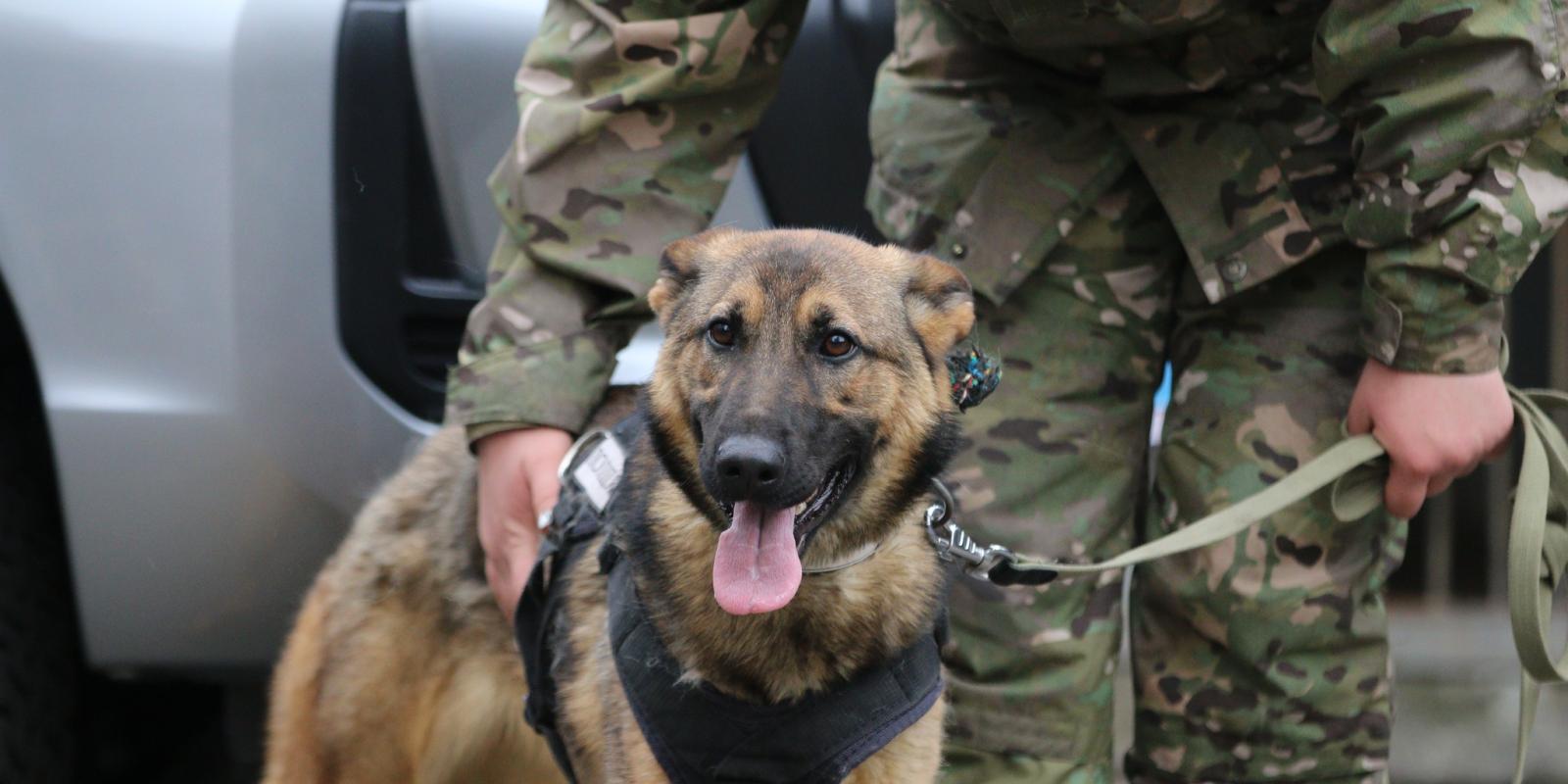 Допоможуть у розмінуванні: поліція Київщини отримала 11 службових собак