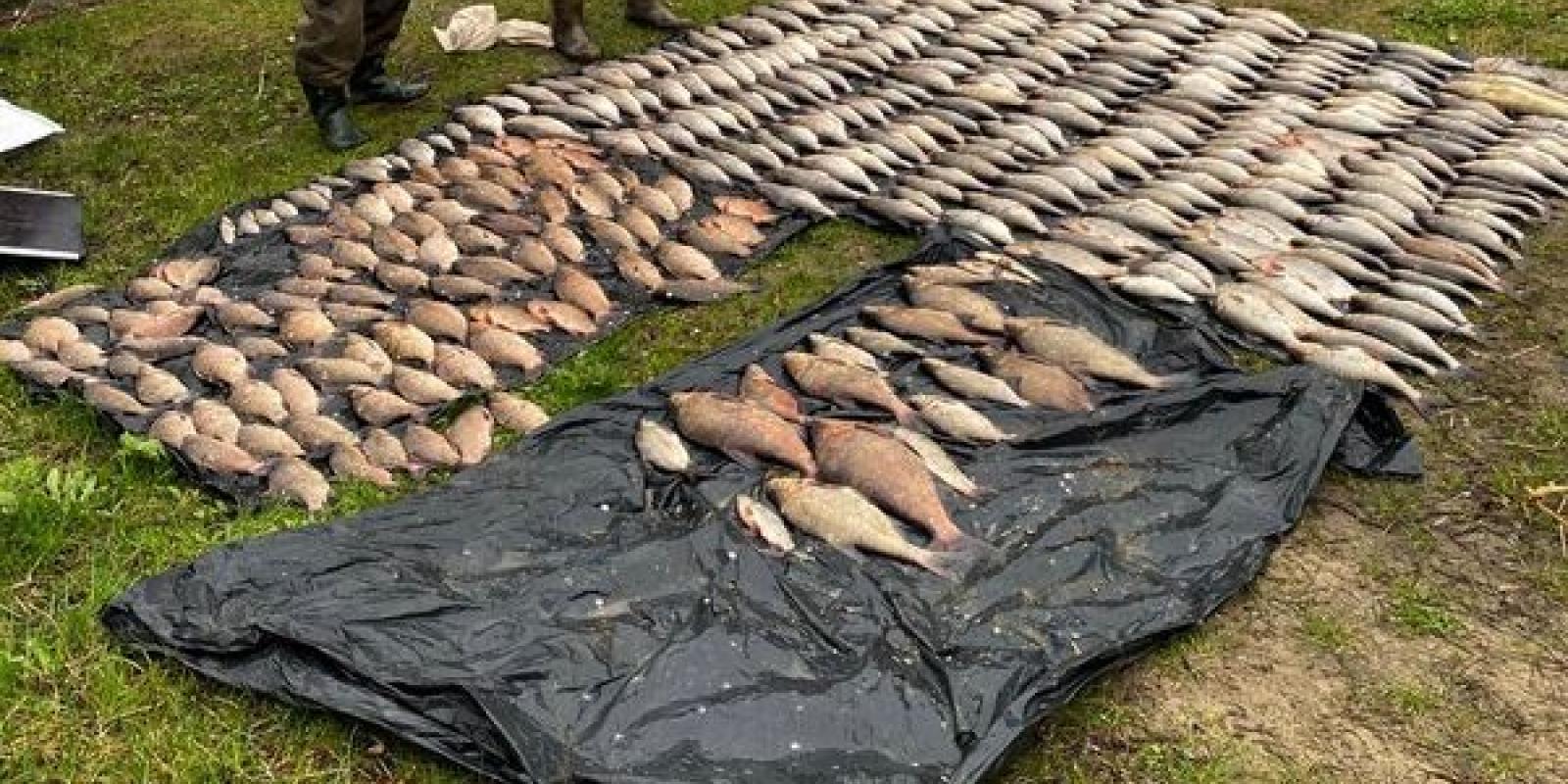 Наловив сітками риби майже на 600 тисяч: на Канівському водосховищі затримано броконьєра Наловив сітками риби майже на 600 тисяч: на Канівському водосховищі затримано броконьєра