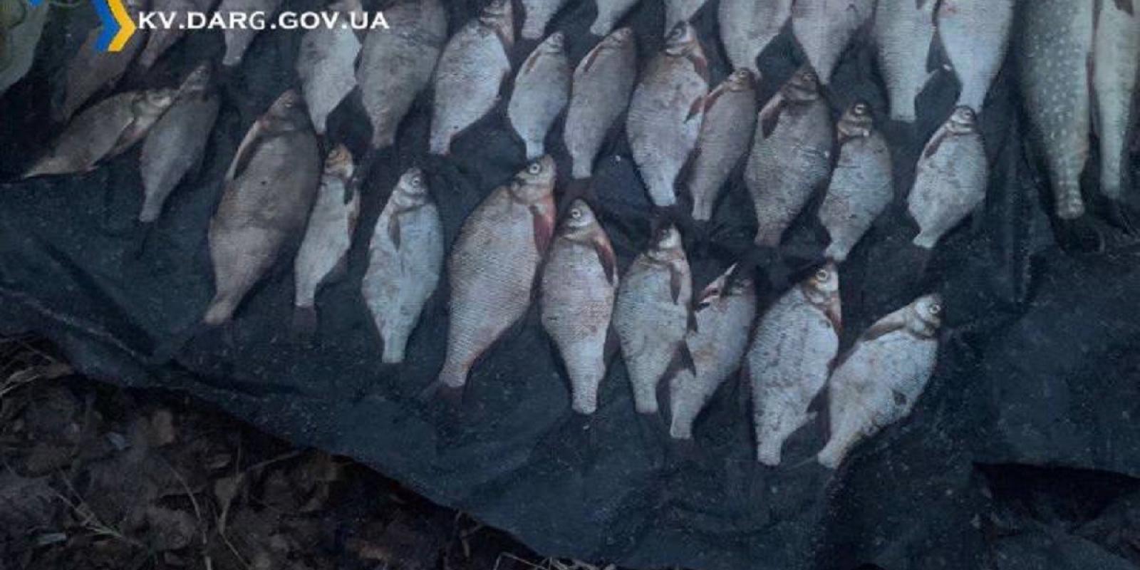 На Київщині чоловік ловив рибу сітками: нанесено збитків на понад 60 тис грн На Київщині чоловік ловив рибу сітками: нанесено збитків на понад 60 тис грн