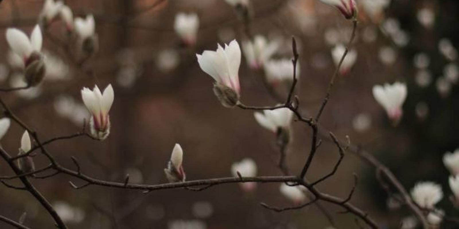У Києві зацвіли магнолії У Києві зацвіли магнолії