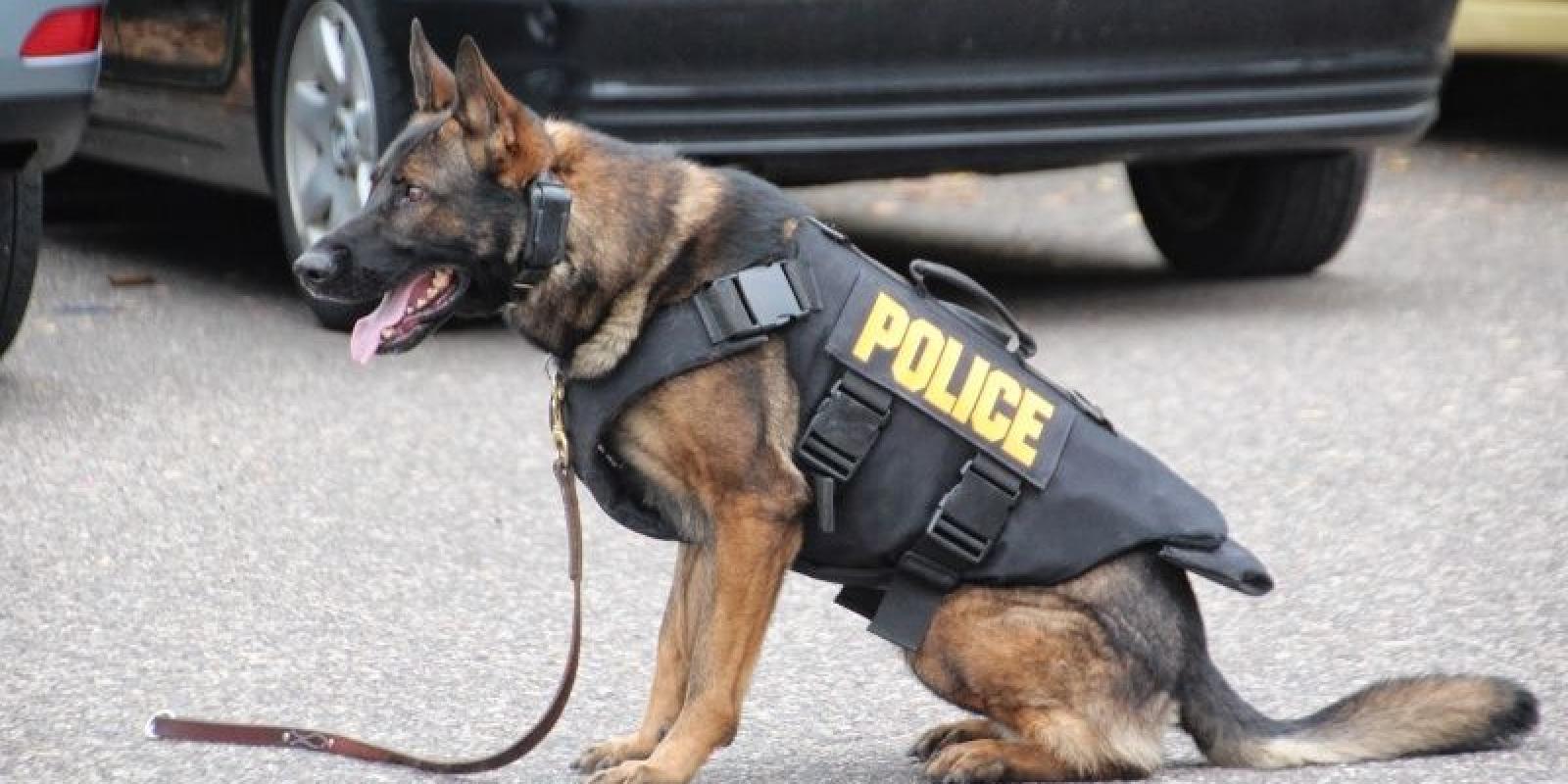 У Броварах затримано грабіжника: собака вивів на слід