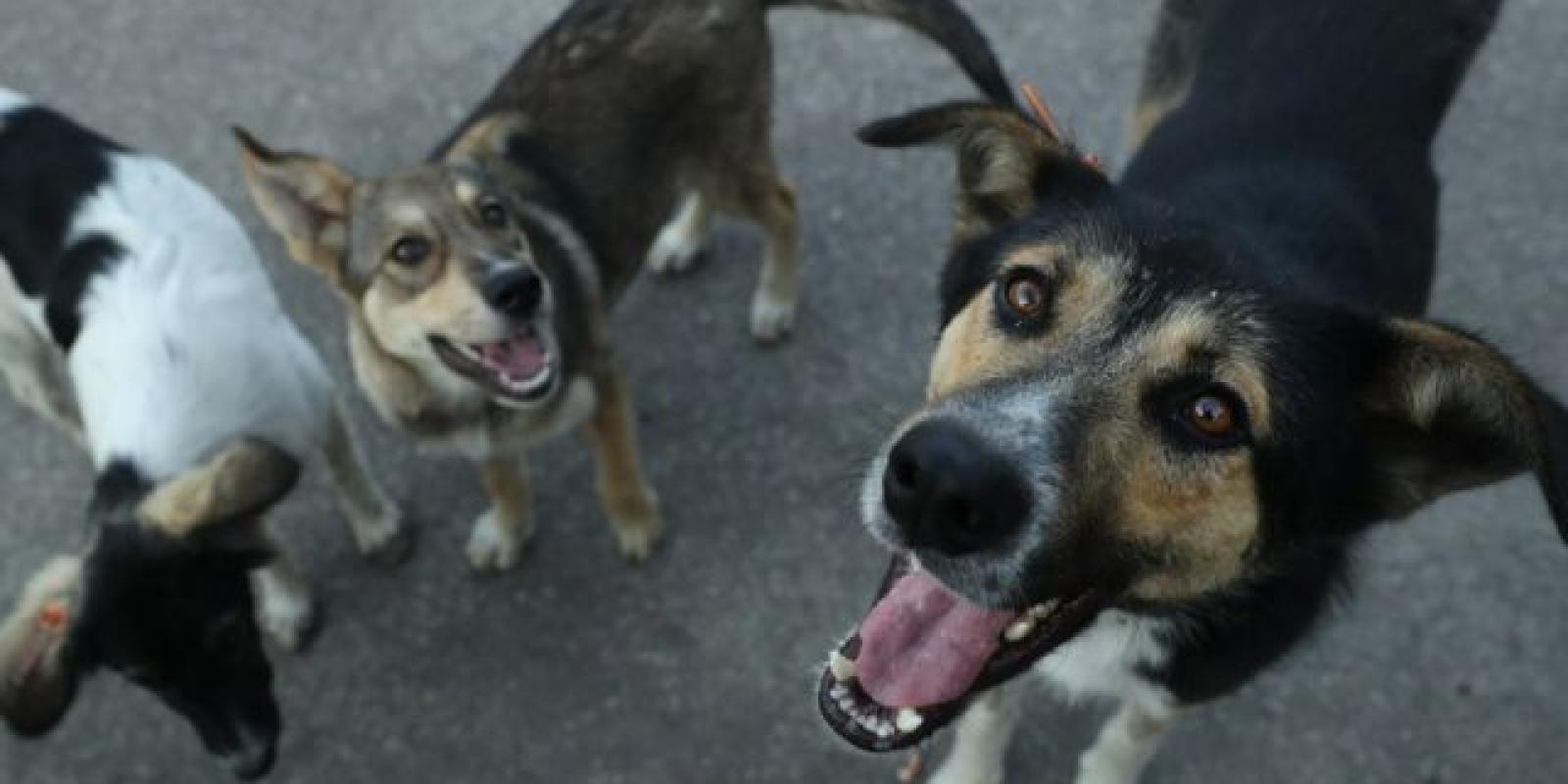 Одна вкусила за колесо, інша за ногу: На Київщині на жінку на велосипеді напала зграя безпритульних собак