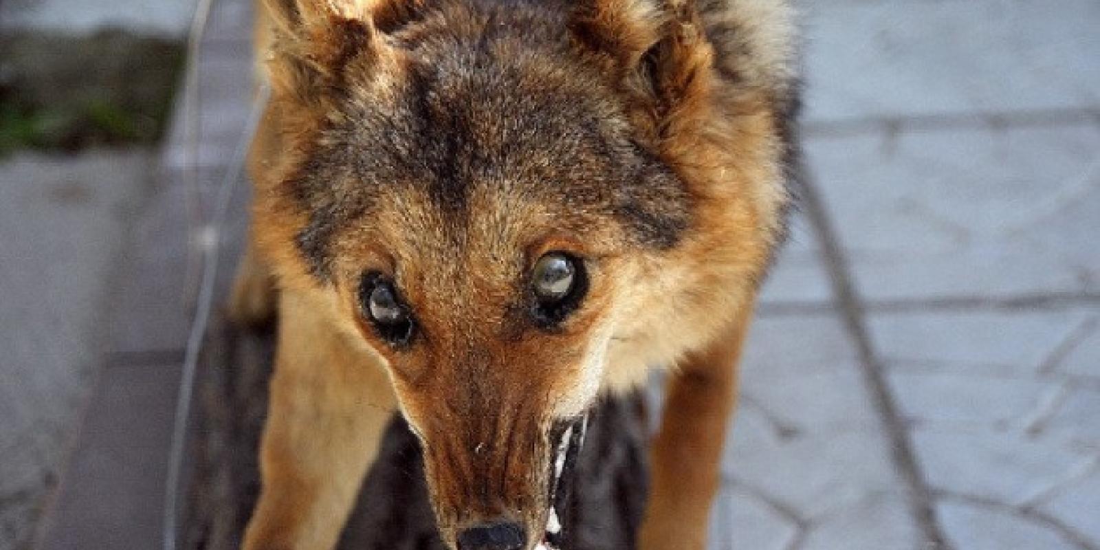 На Київщині виявлено ще один випадок сказу