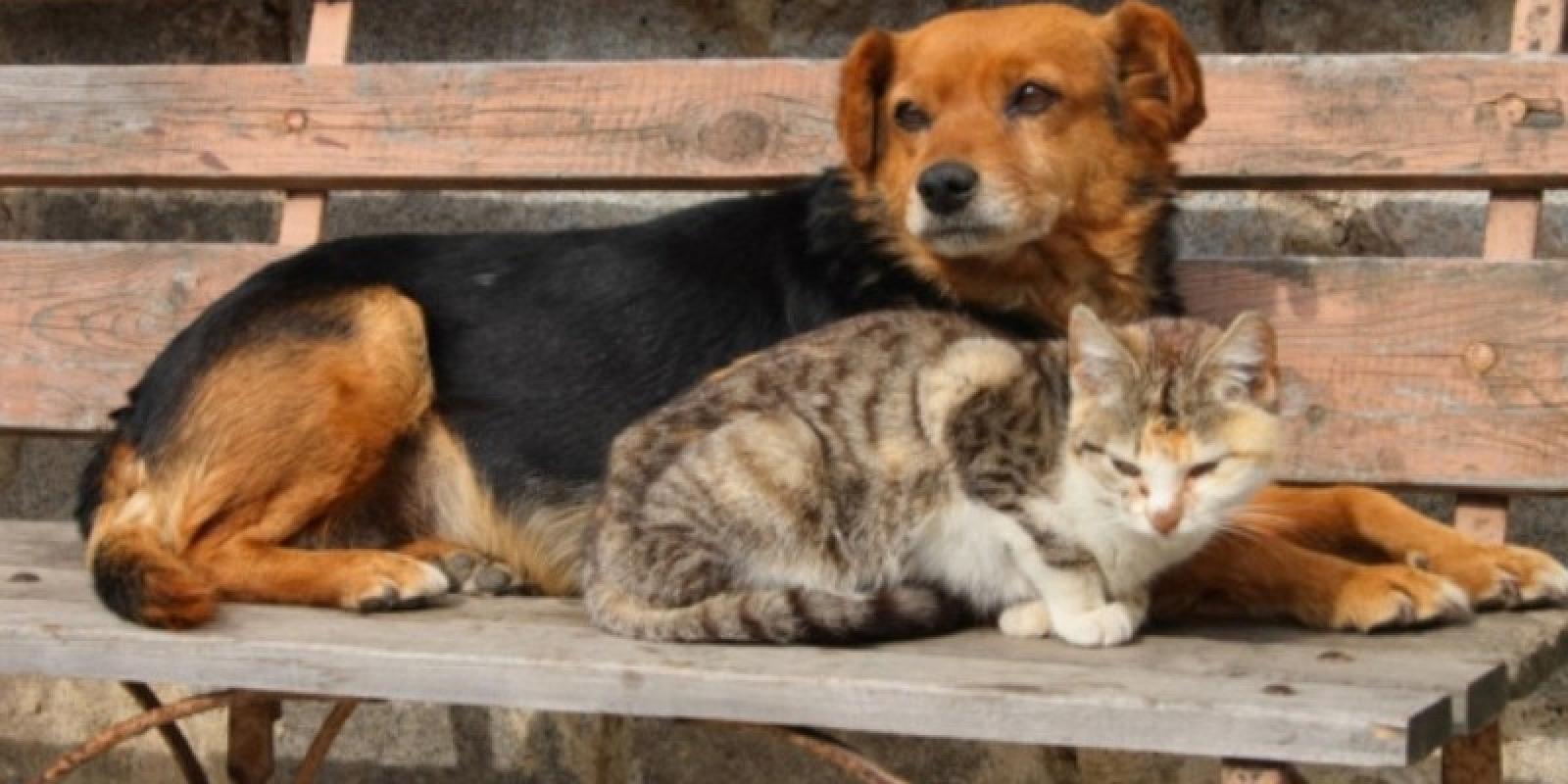 В Обухові вакцинуватимуть вуличних тварин