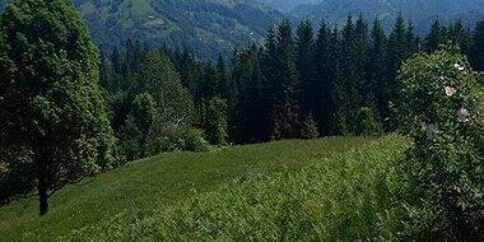У Мінагрополітики назвали область України з найдорожчою землею У Мінагрополітики назвали область України з найдорожчою землею