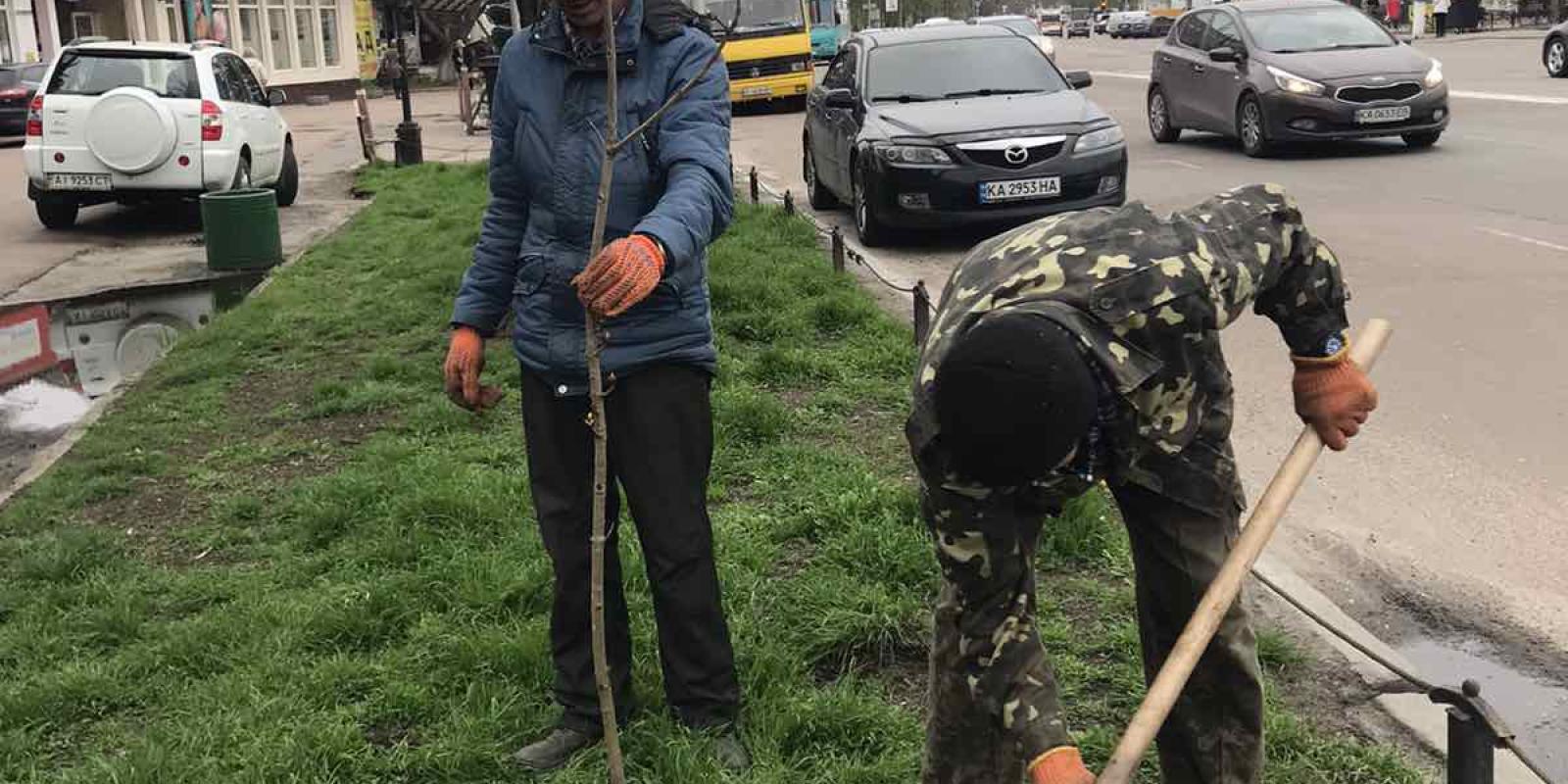 У Борисполі вздовж центральної вулиці висадили понад 50 нових дерев У Борисполі вздовж центральної вулиці висадили понад 50 нових дерев