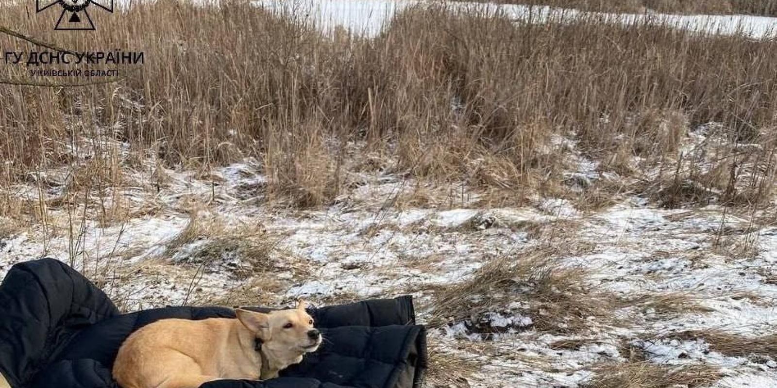 На Київщині чоловік врятував собаку, але сам провалився під кригу і загинув