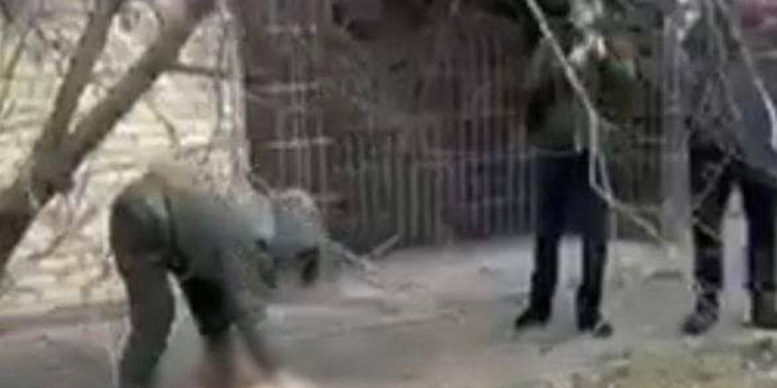 Викинув собаку дружини з вікна: на Київщині повідомлено про підозру 49-річному чоловіку