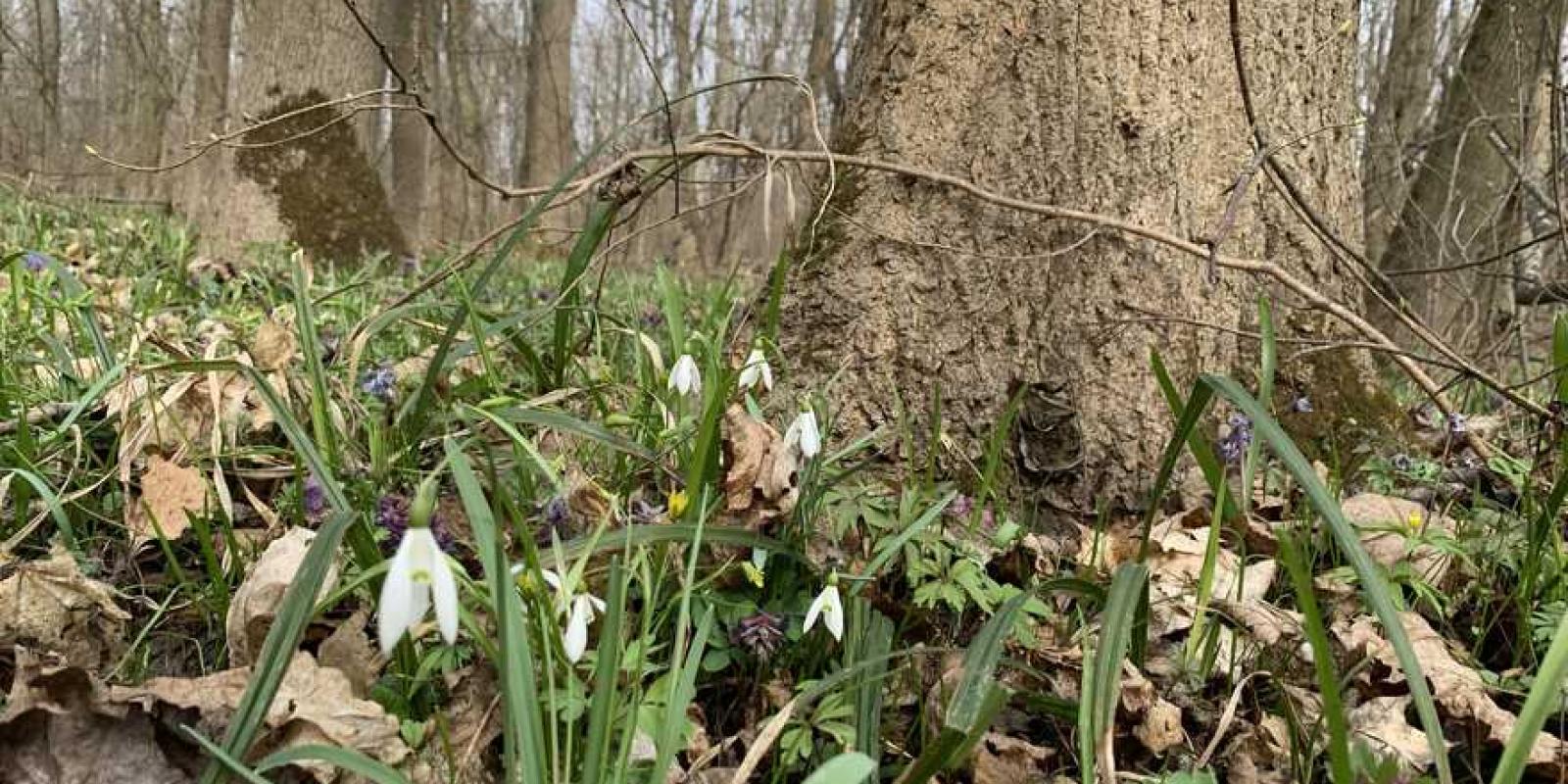 На Київщині створили чотири нових заповідники