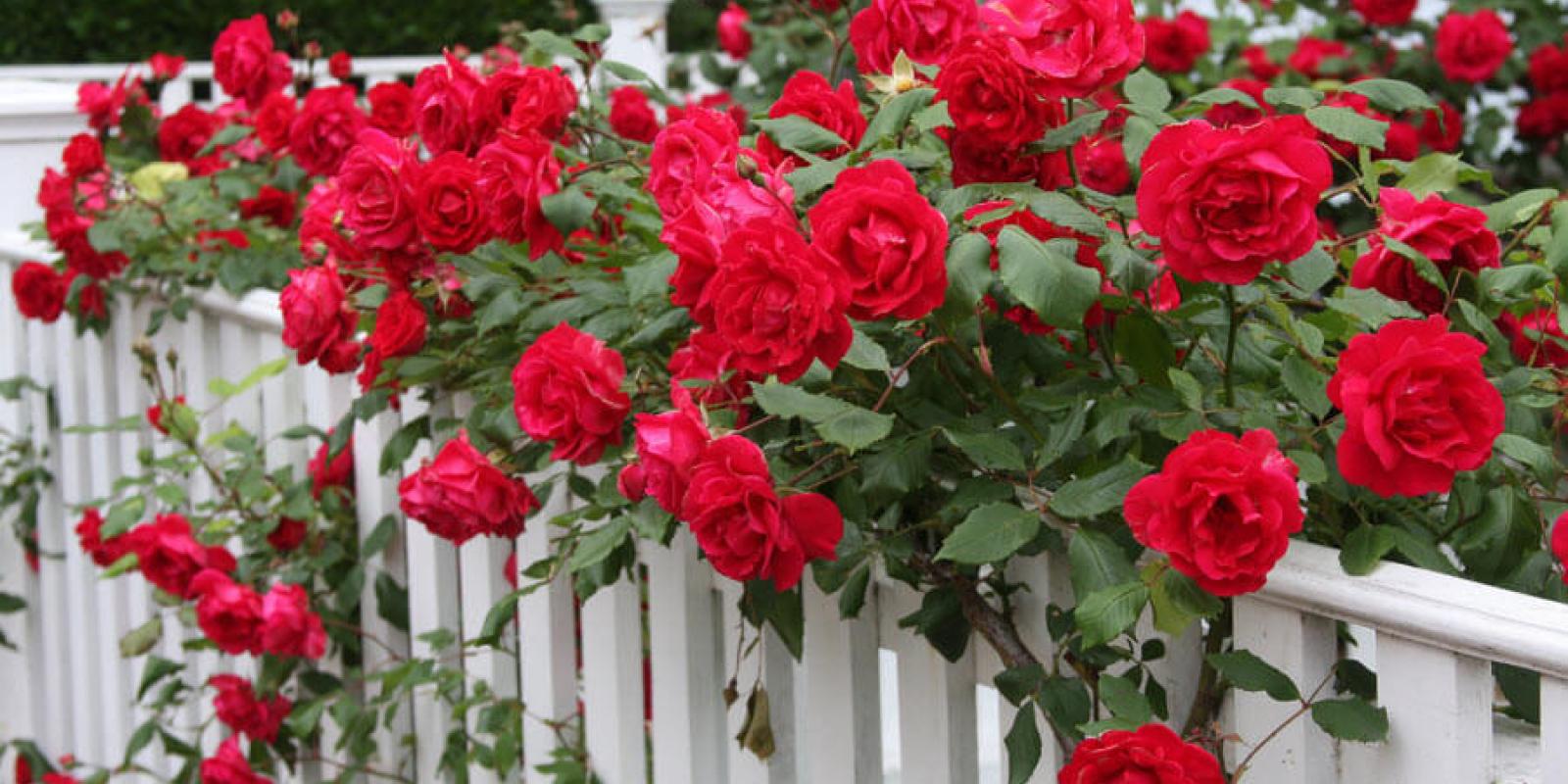 Боротьба з боржниками: на Київщині даруватимуть кущі троянд за вчасну оплату послуг ЖКГ