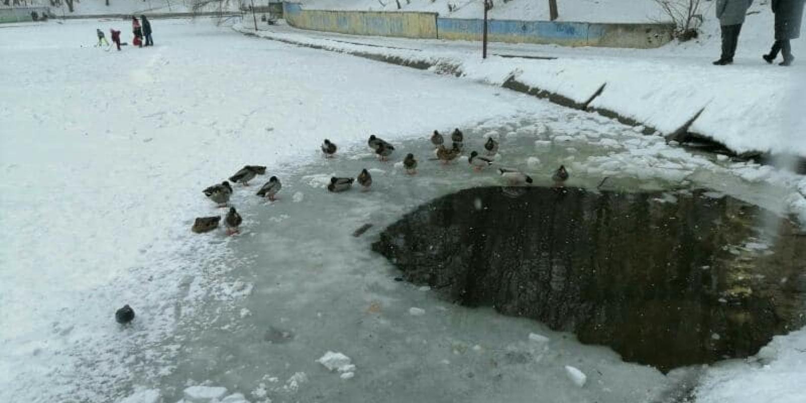 На Київщині рятувальники звільнили качок, які вмерзли в лід
