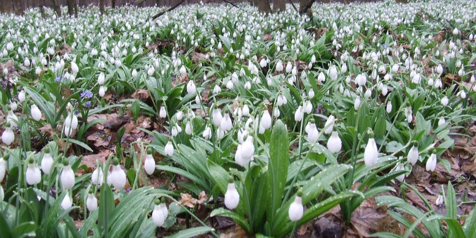 Екологи знайшли в лісі на Київщині величезне місце з рідкісники квітами 