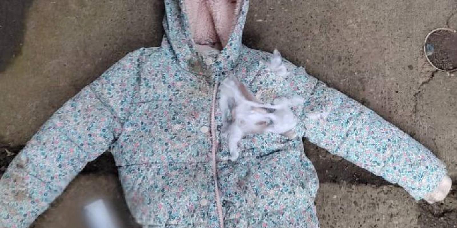 Забув закрити двері розплідника: на Київщині собаки покусали жінку з дитиною Забув закрити двері розплідника: на Київщині собаки покусали жінку з дитиною