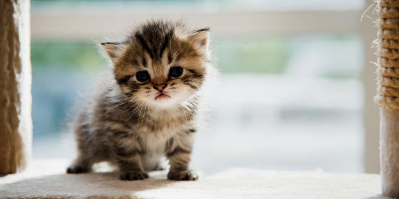 На Київщині від сказу померло кошеня: оголошено карантин на два місяці