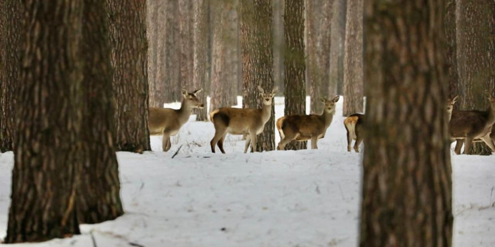 На Броварщині частину земель заповідника «Залісся» незаконно передали в приватну власність