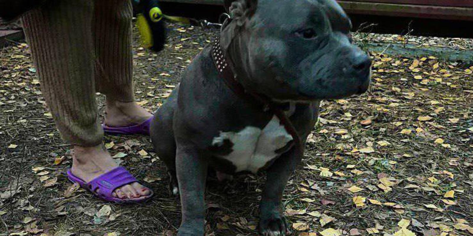 У Бучі пес впав у триметровий колодязь і ледь не загинув