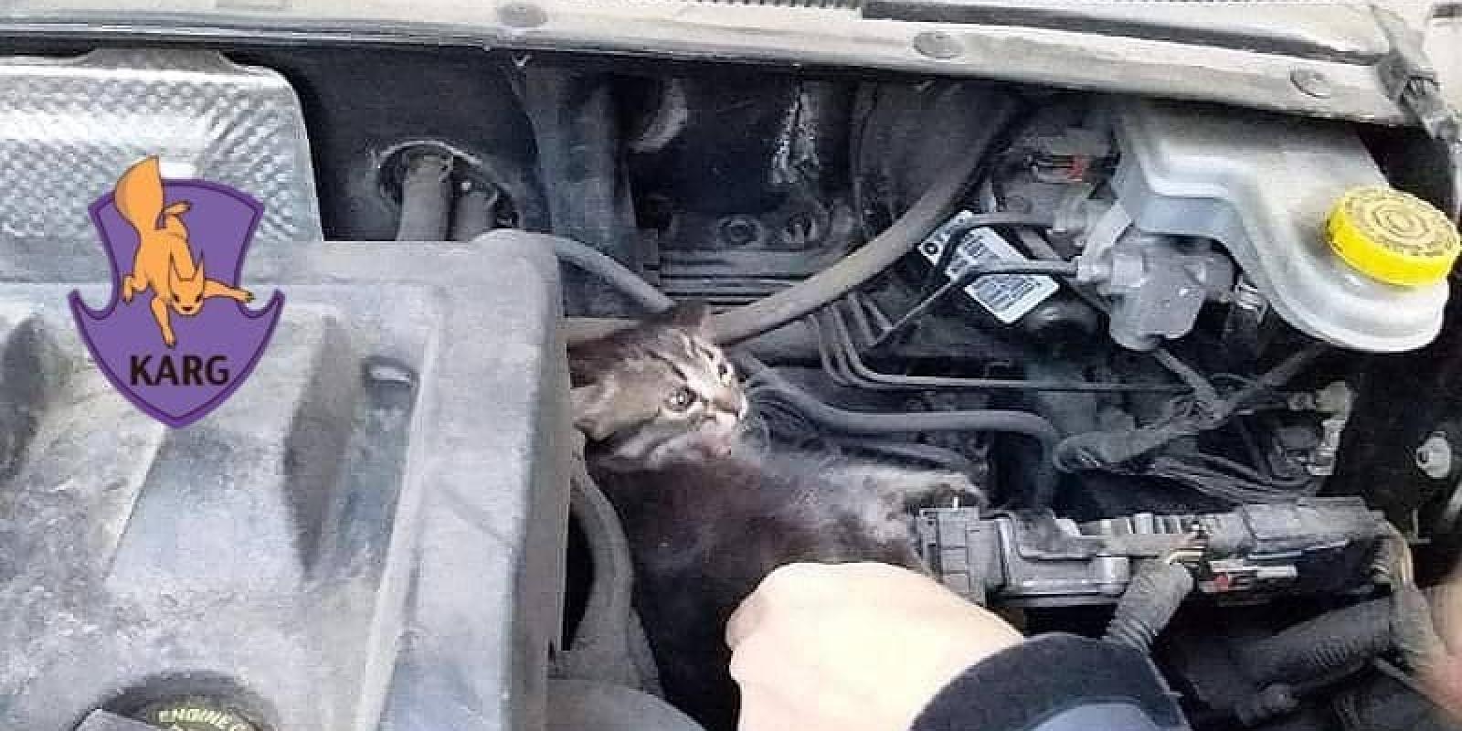 Коти ховаються від холоду: водіїв просять оглядати авто перед виїздом