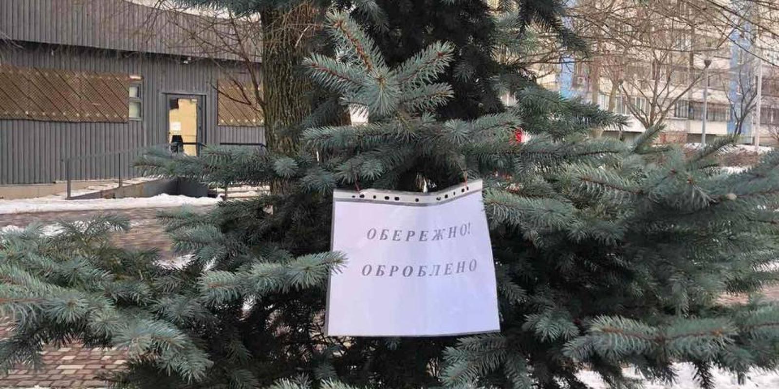 Ялинки в Броварах обробляють спеціальним розчином для захисту від вандалів