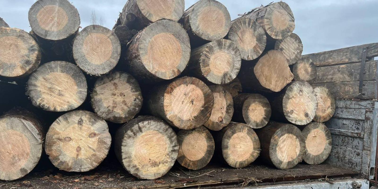 Три дні поспіль вивозили деревину: на Київщині затримали порушників