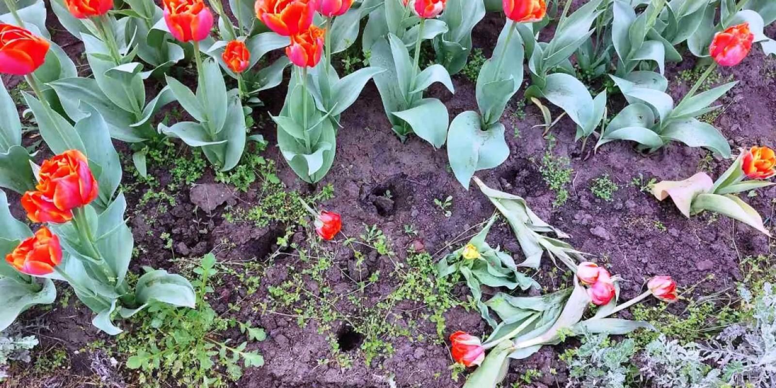 У Києві на клумбах масово крадуть тюльпани, викопують навіть дерева