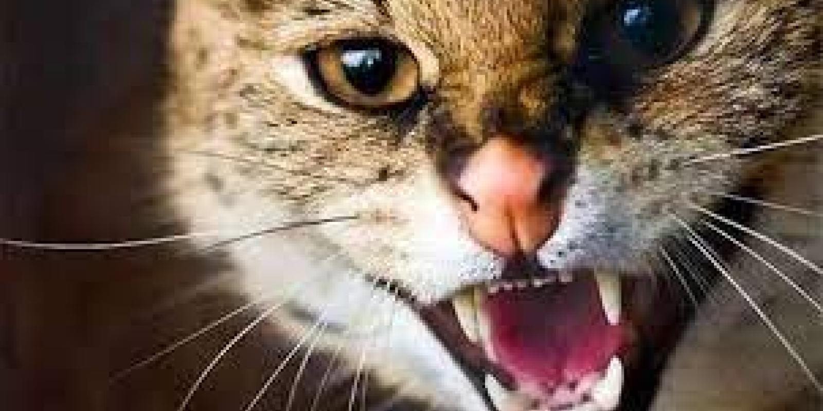 На Київщині знову зафіксовано сказ На Київщині знову зафіксовано сказ