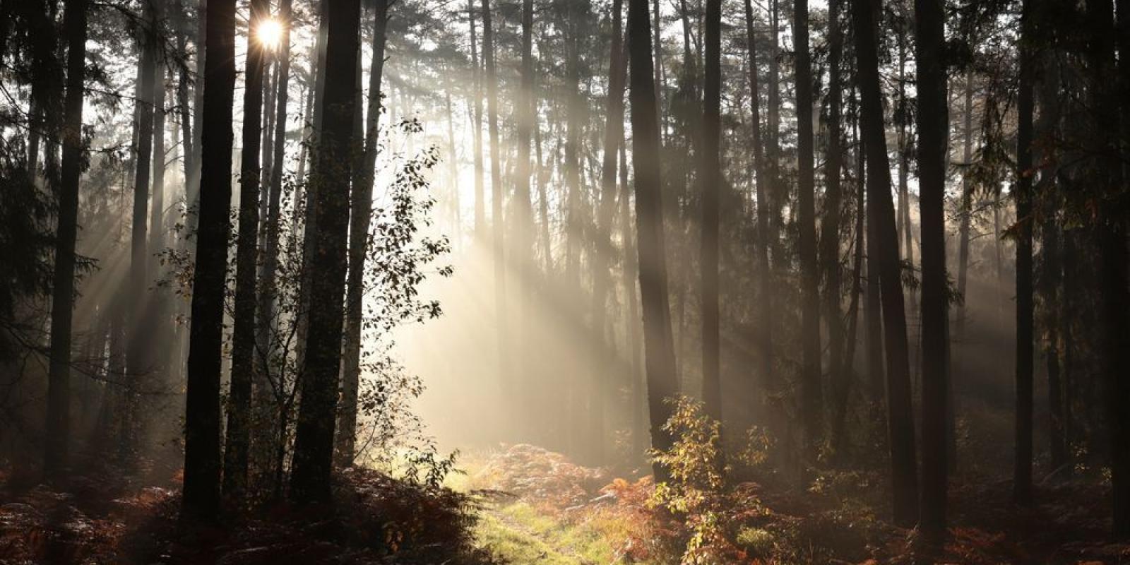 Бульдозером вже знищено 25 га: на Київщині рейдери забудовують заповідні ліси 