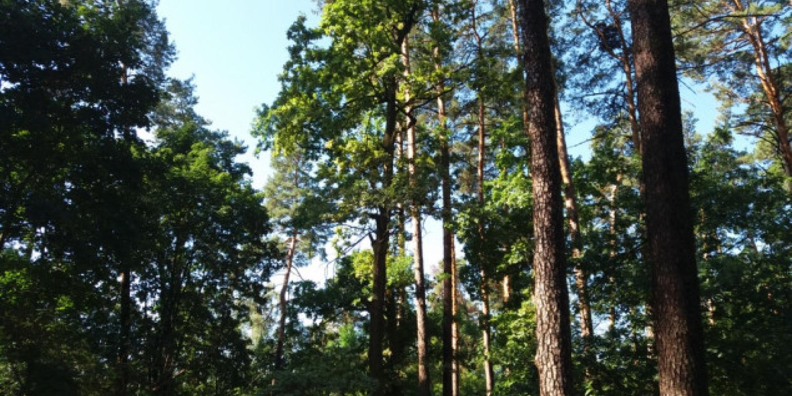 У власність Дмитрівської громади повернули землі вартістю понад 410 млн грн