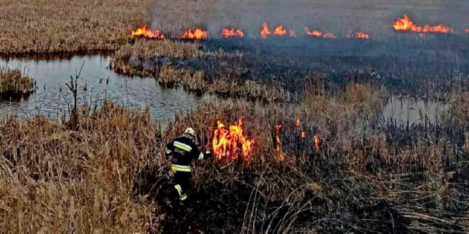 В селі на Київщині загорівся трав'яний настил та очерет: фото з місця пожежі 